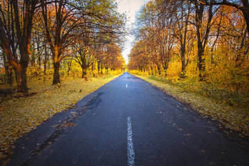 Fototapeta premium Road in the autumnal forest