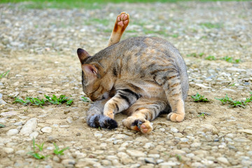 Cat relax in garden.