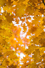 Autumn maple leaves on background