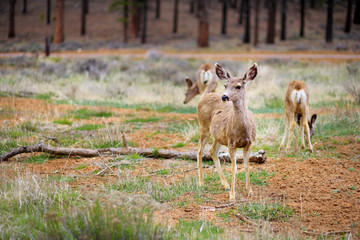 Group of deers in Bryce Canyon National park