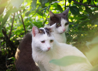 Street cat sitting in the grass