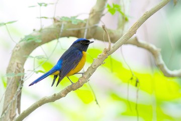 Birds in Thailand and Southeast Asia.