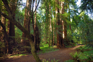 Fototapeta premium Hiking trails through giant redwoods in Muir forest near San Francisco, California