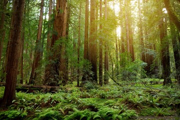 Fototapeta na wymiar Hiking trails through giant redwoods in Muir forest near San Francisco, California