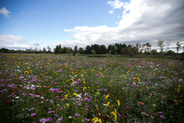 A field of wild flowers in autumn