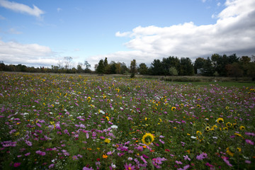 A field of wild flowers in autumn