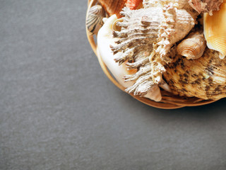 memories of summer, seashells