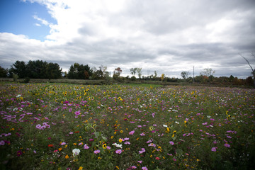 A field of wild flowers in autumn
