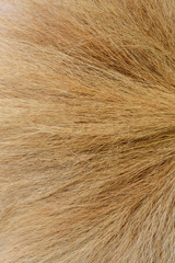 Close up on dry flower grass of the broom