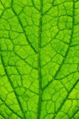 close up of green leaf texture