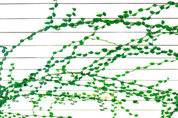 ivy on white wood texture background