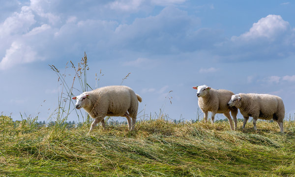 Three sheep on top of an embankment