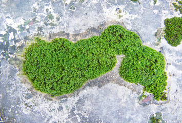 Green moss texture