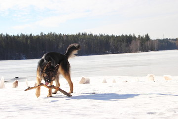 Alsatian dog on the frozen lake