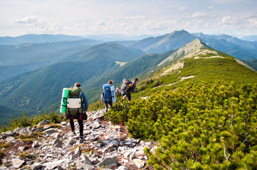 Travelers on the ridge in the Carpathian mountains, walking through creeping pine and stones