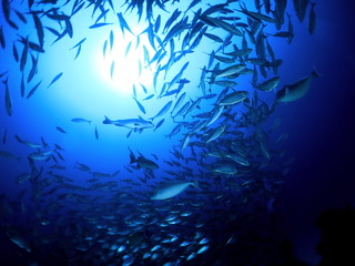 パラオの海　海中から見上げた大型魚の群れ　スキューバダイビング