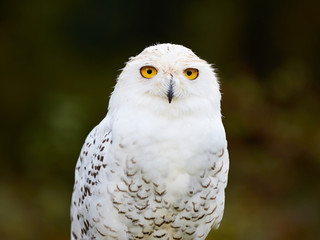 Snowy Owl