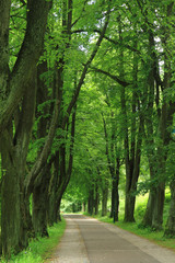 Fototapeta premium path in the green forest