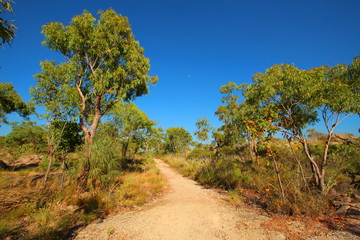 Australian bush