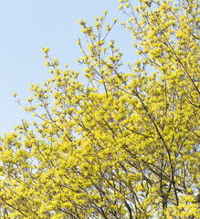 Nature in spring. Tree with fresh leaves and blue sky. Vibrant colorful nature detail. Concept of springtime, growth and vitality.