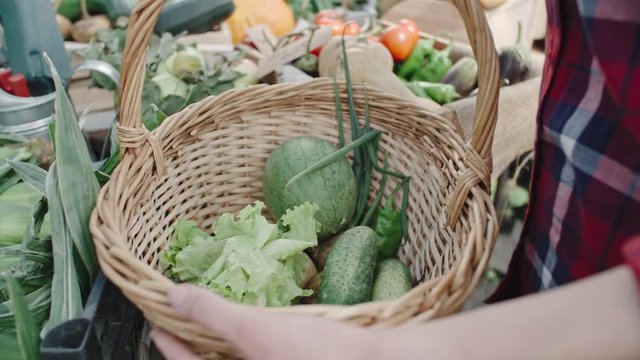 Closeup of hands of female farmer putting fresh vegetables into a basket