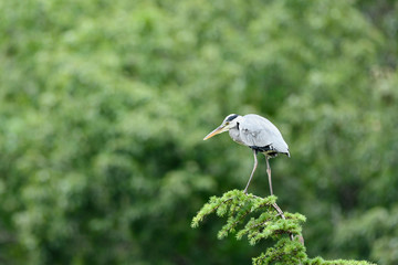 樹上のアオサギ