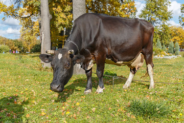 Корова пасется на лужайке