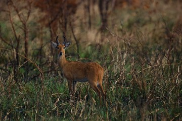 Naklejka na ściany i meble Beautiful antilope in the nature habitat, green grassland, african nature, wild africa, african wildlife, savanah
