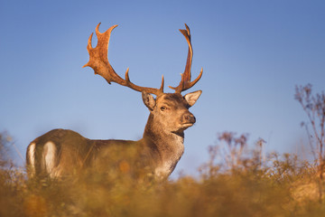 Fototapeta premium Fallow deer in early morning sunlight in rut season