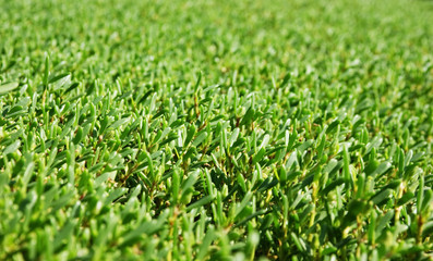 background of the manicured green bushes