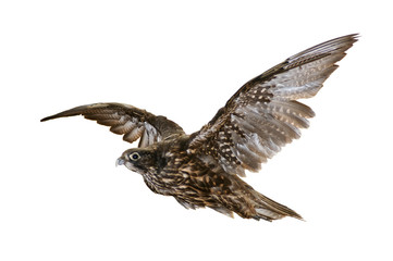 flying falcon