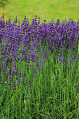 Fototapeta premium violet lavender field