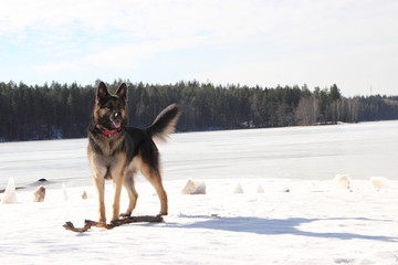 Alsatian dog on the frozen lake