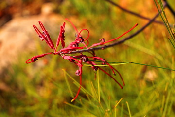 Australian flora