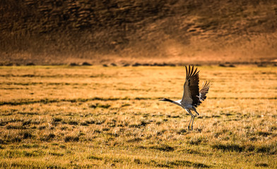 red-crowned crane