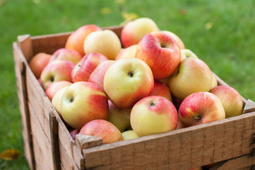 Apples