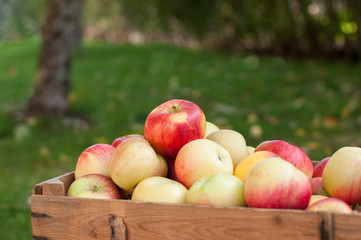 Apples in a garden