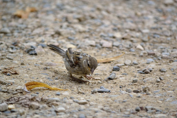 Pájaro en su hábitat natural, en el suelo.