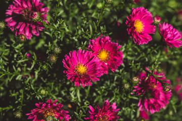 Fototapeta premium Aster flowers bloom in the garden. Selective focus.