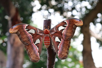 Giant butterfly resting on the branch of a tree