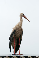 stork