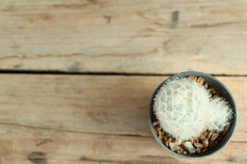 Cactus on table with wood background.