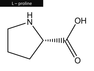 Molecular structure of L - proline