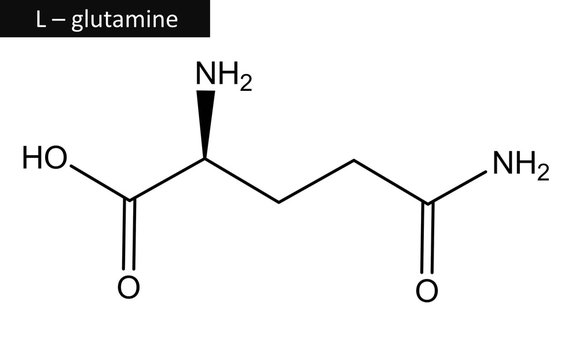 Molecular structure of L - glutamine