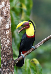 Yellow-throated Toucan (Black-mandibled) on branch in Costa Rica © Jim Cumming