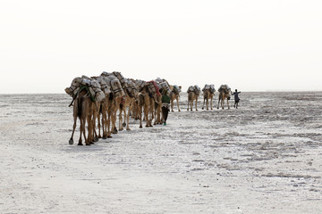Camels caravan carrying salt in Africa's Danakil Desert, Ethiopia - 123642537