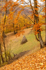 Amazing autumn view of a mountain meadow in the central Balkan Mountains, Bulgaria