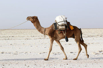 Salt Camel carrying salt in Africa's Danakil Desert, Ethiopia