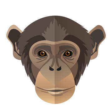 Vector cute chimpanzee face monkey portrait