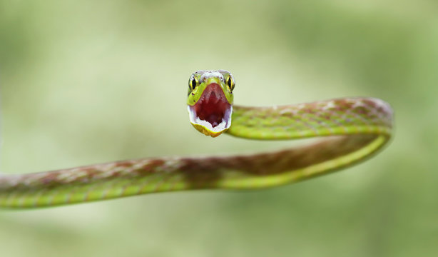 Green parrot snake isolated on a green background prepares to strike its prey in Costa Rica